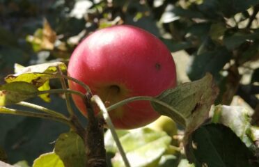 Tigchelaar Apple Farm